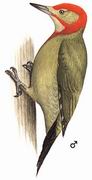 红颈绿啄木鸟 Red-collared Woodpecker