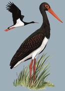 黑鹳 Black Stork