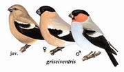 红腹灰雀 Eurasian Bullfinch