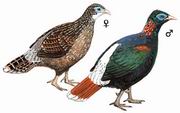 白尾梢虹雉 Sclater's Monal Pheasant