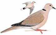 灰斑鸠 Eurasian Collared Dove