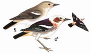 紫背椋鸟 Chestnut-cheeked Starling