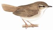 宽尾树莺 Cetti's Warbler