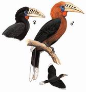 棕颈犀鸟 Rufous-necked Hornbill