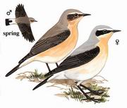 穗鵖 Northern Wheatear