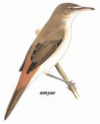 噪大苇莺 Clamorous Reed-Warbler