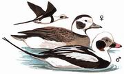 长尾鸭 Long-tailed Duck