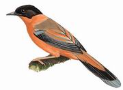 黑顶奇鹛 Rufous Sibia