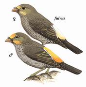 黄腰响蜜 Yellow-rumped Honeyguide