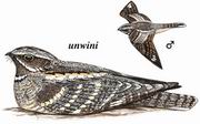 欧夜鹰 Eurasian Nightjar