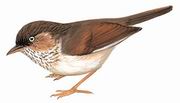高山雀鹛 Chinese Fulvetta