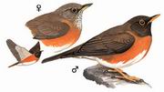 赤胸鸫 Brown-headed Thrush