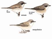 白喉林莺 Lesser Whitethroat