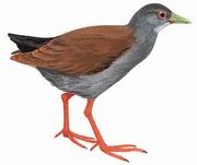 棕背田鸡 Rufous-backed Crake