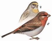 红眉松雀 Crimson-browed Finch