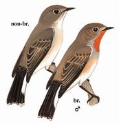 红喉姬鹟 Red-breasted Flycatcher