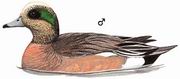 绿眉鸭 American Wigeon