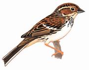 小鹀 Little Bunting