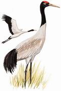 黑颈鹤 Black-necked Crane