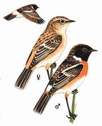 黑喉石鵖 Common Stonechat