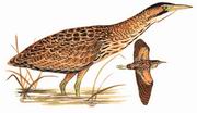 大麻鳽 Great Bittern