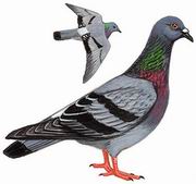 原鸽 Rock Pigeon