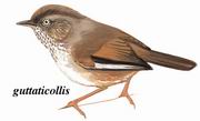 褐头雀鹛 Streak-throated Fulvetta