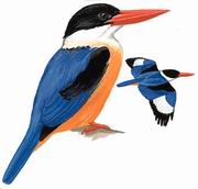 蓝翡翠 Black-capped Kingfisher