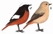 红腹红尾鸲 White-winged Redstart