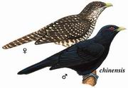 噪鹃 Asian Koel