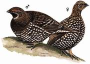 镰翅鸡 Sickle-winged Grouse