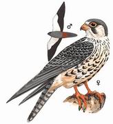 阿穆尔隼 Amur Falcon