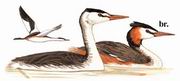 凤头 Great Crested Grebe