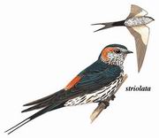 斑腰燕 Striated Swallow