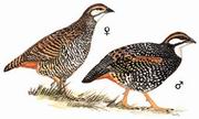 中华鹧鸪 Chinese Francolin