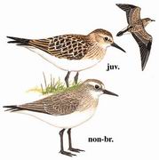 黑腰滨鹬 Baird's Sandpiper