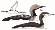 黑喉潜鸟 Black-throated Loon