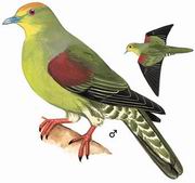 红顶绿鸠 Whistling Green Pigeon