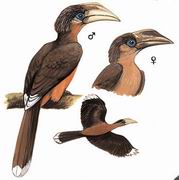 白喉犀鸟 White-throated Brown hornbill