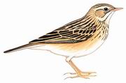 布氏鹨 Blyth's Pipit