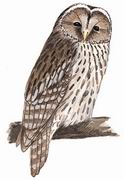 四川林鸮 Sichuan Wood-owl