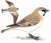 棕背雪雀 Plain-backed Snowfinch