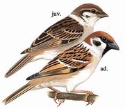 麻雀 Eurasian Tree Sparrow