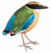 蓝翅八色鸫 Blue-winged Pitta