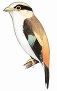 银胸丝冠鸟 Silver-breasted Broadbill