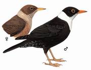 白颈鸫 White-collared Blackbird