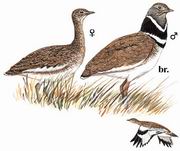 小鸨 Little Bustard