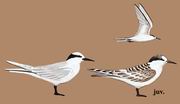 黑枕燕鸥 Black-naped Tern