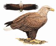 白尾海雕 White-tailed Sea Eagle