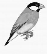 爪哇禾雀 Java Sparrow